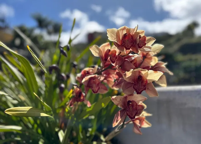 Casa Julian 別荘 *